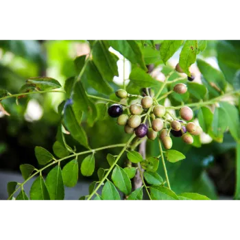 Natural Dry Curry Leaves
